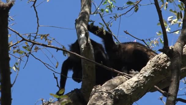 Singe Hurleur Noir Dans Forêt — Video