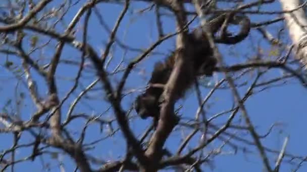 Singe Hurleur Noir Dans Forêt — Video