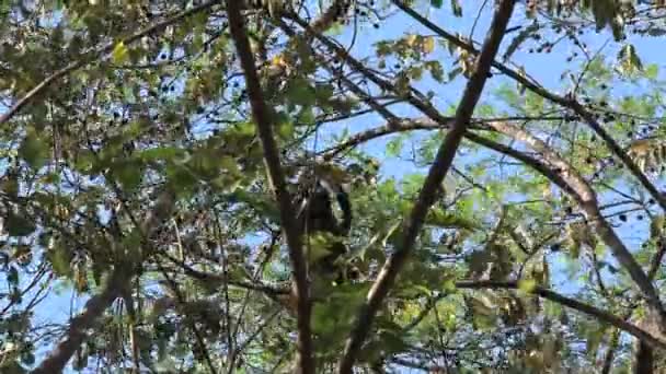 Singe Hurleur Noir Dans Forêt — Video