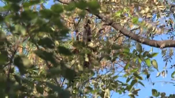 Singe Hurleur Noir Dans Forêt — Video