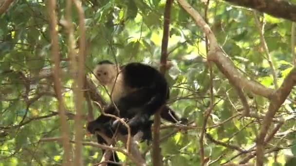 Monos Capuchinos Bosque — Vídeos de Stock