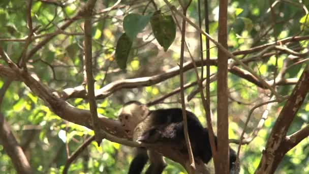 Macacos Prego Floresta — Vídeo de Stock