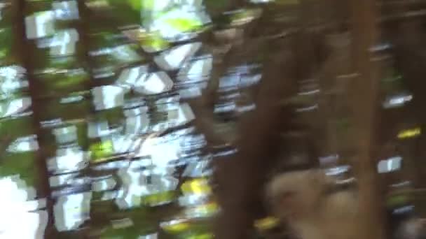 Singes Capucins Dans Forêt — Video