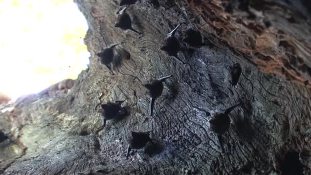 Fladdermöss Ett Träd Som Flyger Runt — Stockvideo