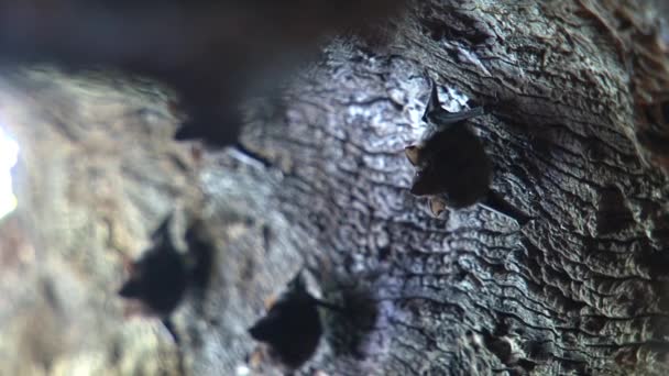 Fladdermöss Träd — Stockvideo