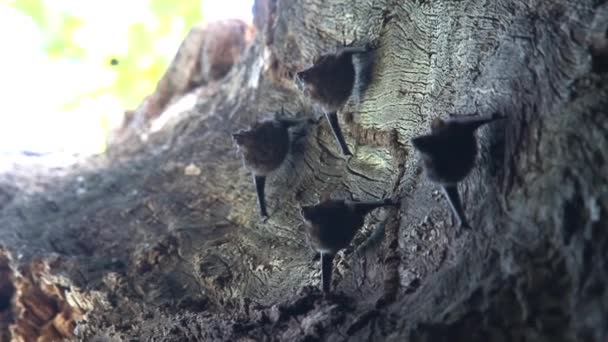 Fledermäuse Einem Baum — Stockvideo