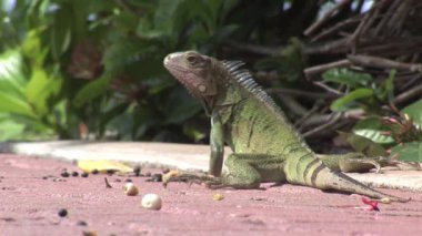 Kertenkele Karayipler 'deki Aruba adasından ayrılıyor.