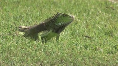 Çimlerdeki kertenkele Karayiplerdeki Aruba Adası
