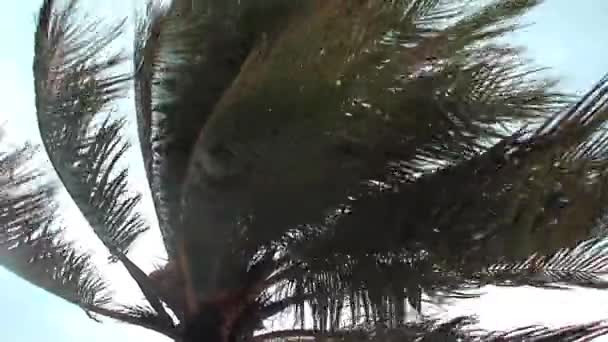 Tempestade Tropical Ilha Aruba Caribe — Vídeo de Stock