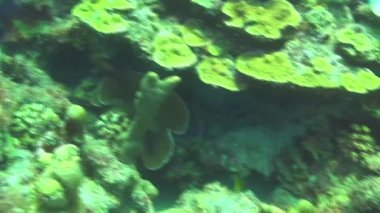 Curacao 'da dalış Hollanda Antilleri Karayipleri