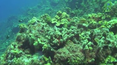 Hollanda Antilleri 'nin Curacao Adası