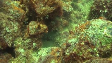 Curacao Hollanda Antilleri Karayipleri 'nde dalış