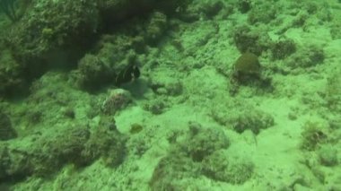 Curacao Adası Hollanda Antilleri Karayipleri