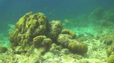 Curacao Adası Hollanda Antilleri Karayipleri