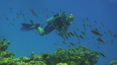 Curacao 'da dalış Hollanda Antilleri Karayipleri