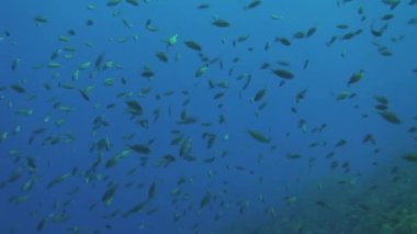 Curacao 'da dalış Hollanda Antilleri Karayipleri