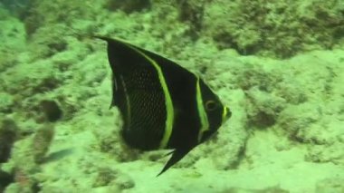 Curacao 'da dalış Hollanda Antilleri Karayipleri