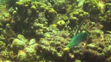 Curacao 'da dalış Hollanda Antilleri Karayipleri