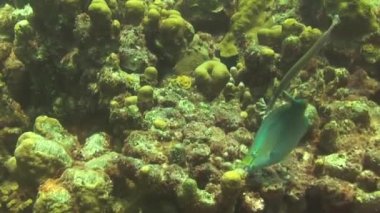 Curacao 'da dalış Hollanda Antilleri Karayipleri