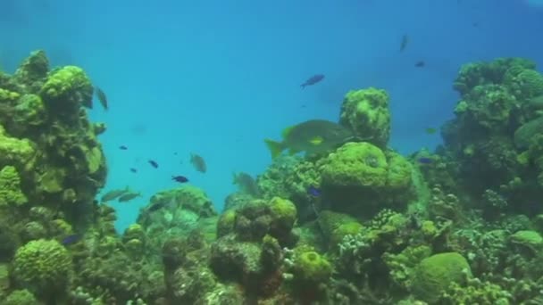 Nurkowanie Curacao Antyle Holenderskie Karaiby — Wideo stockowe