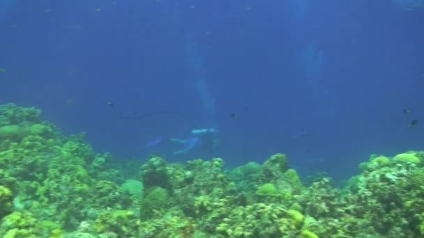Dykning Curacao Nederländska Antillerna Karibien — Stockvideo