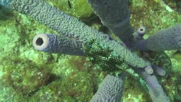 Isla Curazao Antillas Holandesas Caribe — Vídeo de stock