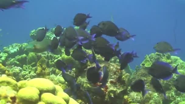 Dykning Curacao Nederländska Antillerna Karibien — Stockvideo