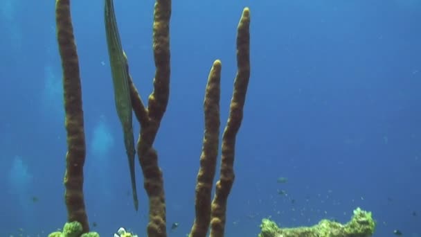 Mergulho Curaçao Antilhas Holandesas Caribe — Vídeo de Stock
