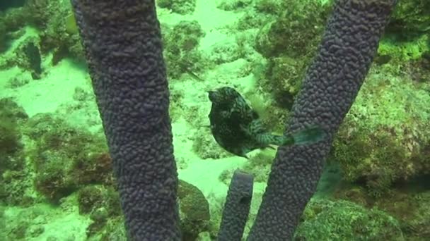 在荷属安的列斯库拉索岛潜水 — 图库视频影像