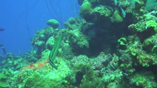 Diving Curacao Dutch Antilles Caribbean — Stock Video