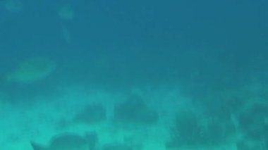 Bonaire çevresindeki Karayip denizinde balık