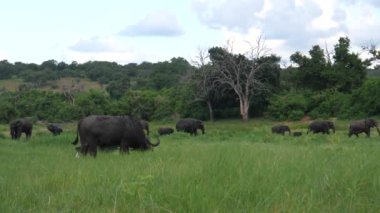 Moremi oyun parkında iki Afrika bufalosu ve bir fil sürüsü.