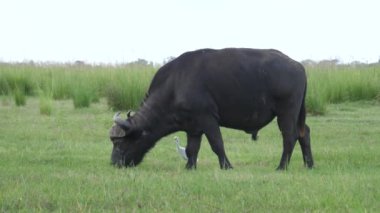 Moremi oyun parkında otlayan iki Afrikalı bufalo, Botswana