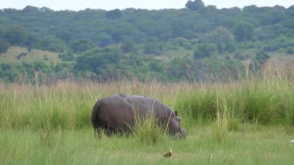 Hipopótamo Camina Campo Hierba Reserva Caza Moremi Botswana — Vídeos de Stock