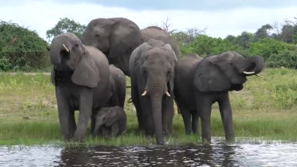 Elefantenherde Trinkt Aus Einem See Moremi Game Reserve Botswana — Stockvideo