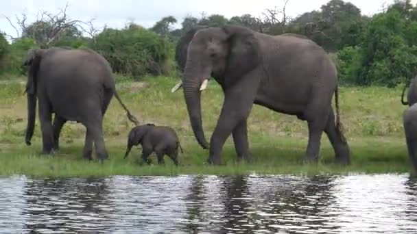 Elefante Del Vitello Lascia Con Sua Madre Mandria Lago Nella — Video Stock