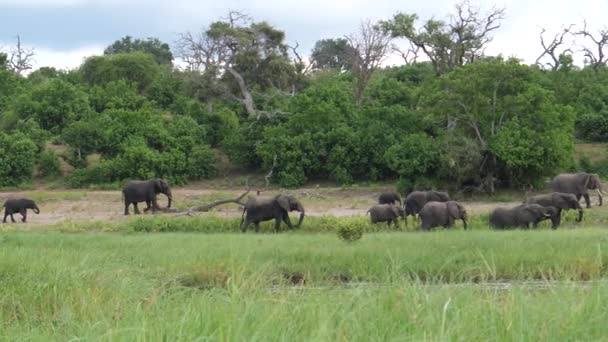 Elefanthjord Moremi Viltreservat Botswana — Stockvideo