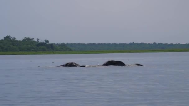 Twee Olifanten Een Meer Bij Moremi Game Reserve Botswana — Stockvideo