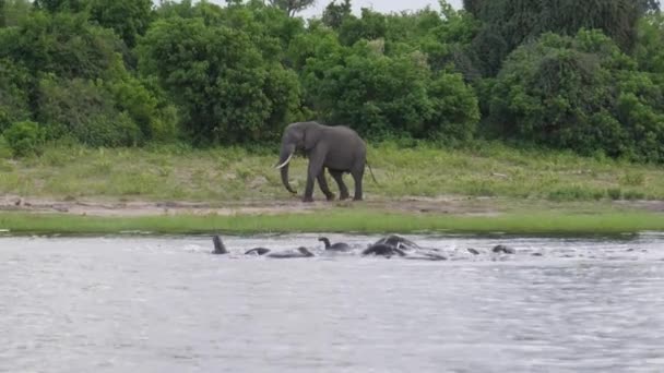 Hjord Elefanter Sjö Vid Moremi Game Reserve Botswana — Stockvideo