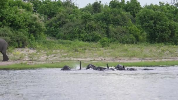 Hjord Elefanter Sjö Vid Moremi Game Reserve Botswana — Stockvideo