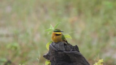Küçük arı yiyici (Merops pusillus) uçar ve Moremi Oyun Rezervi, Botswana 'da bir şubeyle geri döner.