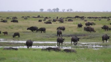 Moremi oyun parkının sulak arazilerinde otlayan büyük bir Afrika bufalosu sürüsü, Botswana
