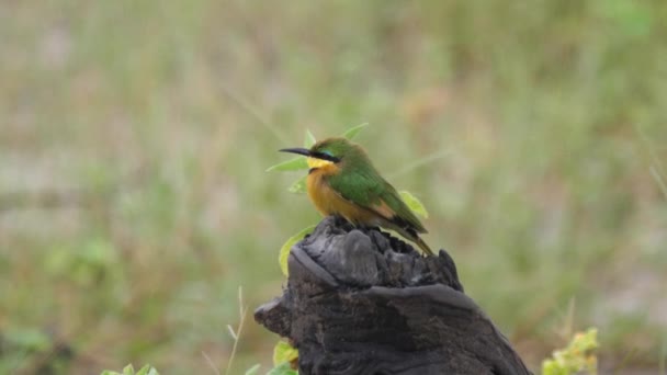 Little Bee Eater Merops Pusillus Voa Para Longe Moremi Game — Vídeo de Stock