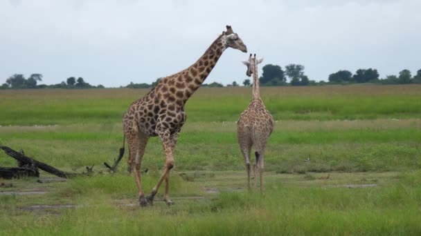Female Giraffe Walks Away Male Who Follows Her Moremi Game — Stock Video
