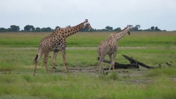 Kvinnlig Giraff Lämnar Hane Som Följer Henne Moremi Game Reserve — Stockvideo