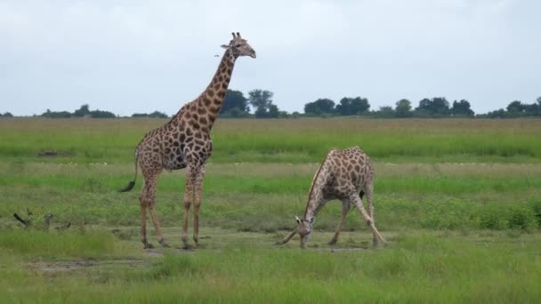 Giraffa Beve Acqua Uno Stagno Nella Riserva Moremi Botswana — Video Stock