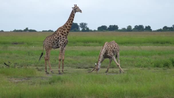 Giraffen Dricker Vatten Från Damm Moremi Game Reserve Botswana — Stockvideo