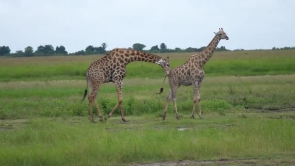 Kvinnlig Giraff Lämnar Hane Som Följer Henne Moremi Game Reserve — Stockvideo