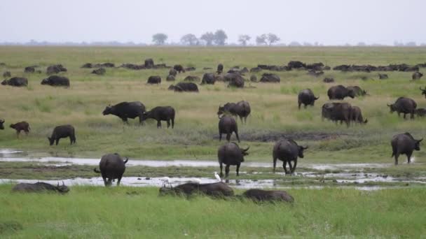 Grote Kudde Afrikaanse Buffels Grazend Wetlands Van Moremi Wildreservaat Botswana — Stockvideo