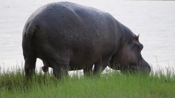 Hipopótamo Rociando Caca Campo Hierba Reserva Caza Moremi Botswana — Vídeos de Stock